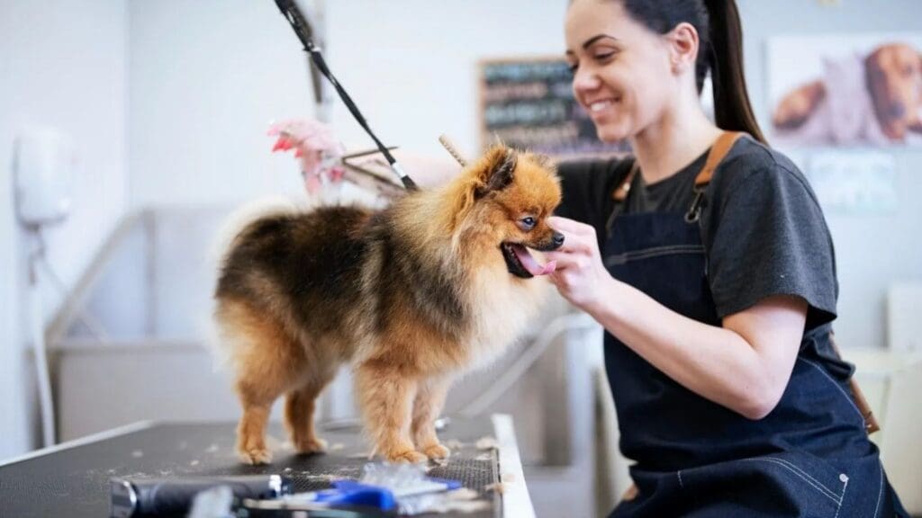 Mujer peluqueando un perro sobre una mesa especial en la peluquería canina eumecan en España