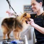 Mujer peluqueando un perro sobre una mesa especial en la peluquería canina eumecan en España