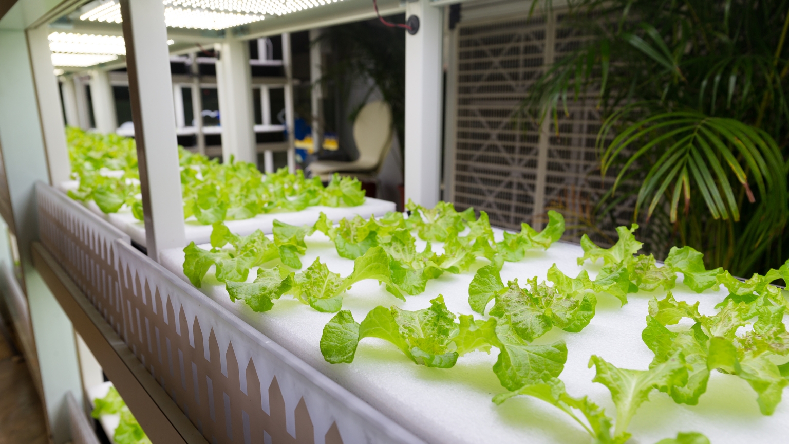 Cultivo hidropónico en casa: una guía completa para el éxito