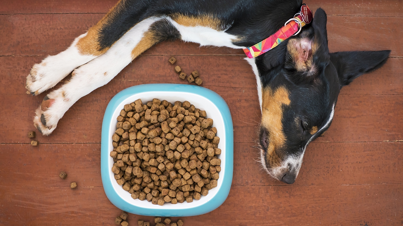 Guía completa para elegir el pienso adecuado para tu perro