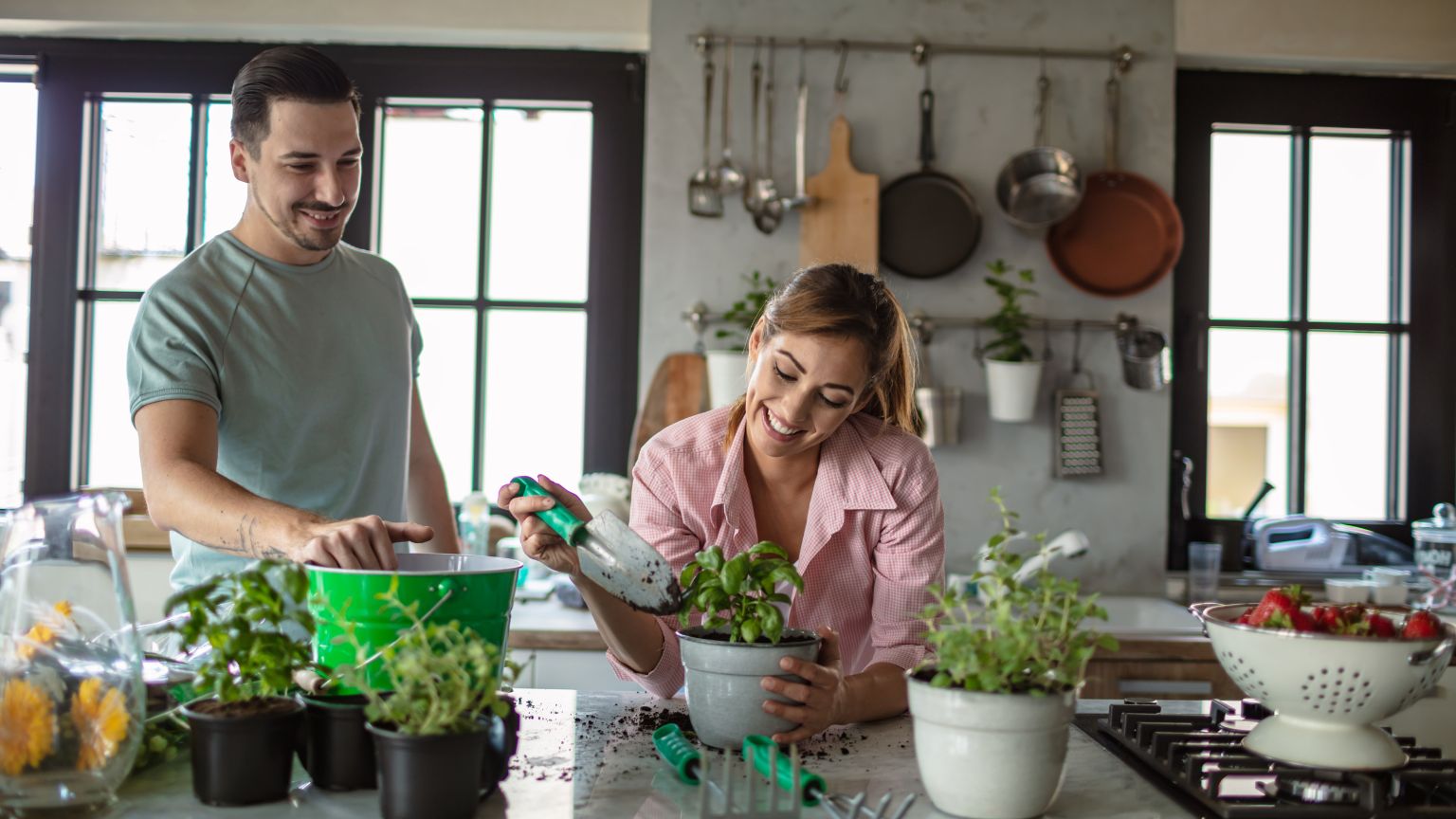 Guía para embellecer tu hogar con plantas de interior