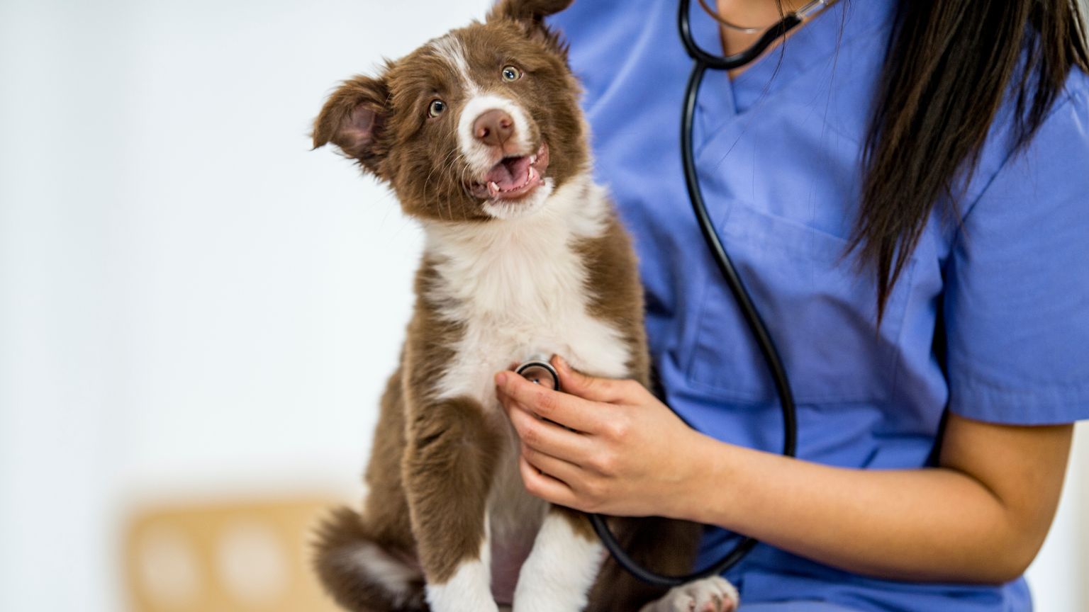 Guía para una cirugía veterinaria exitosa