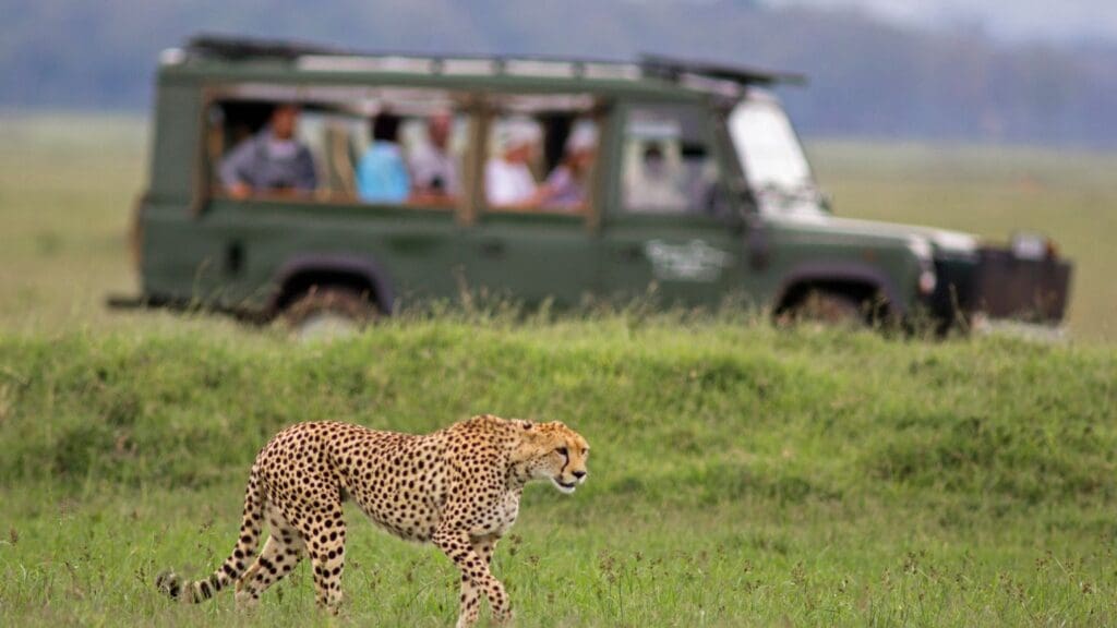 safari africa