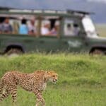 safari africa