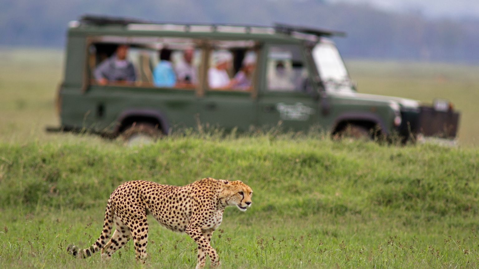 Abecé para planificar excursiones de safari en África