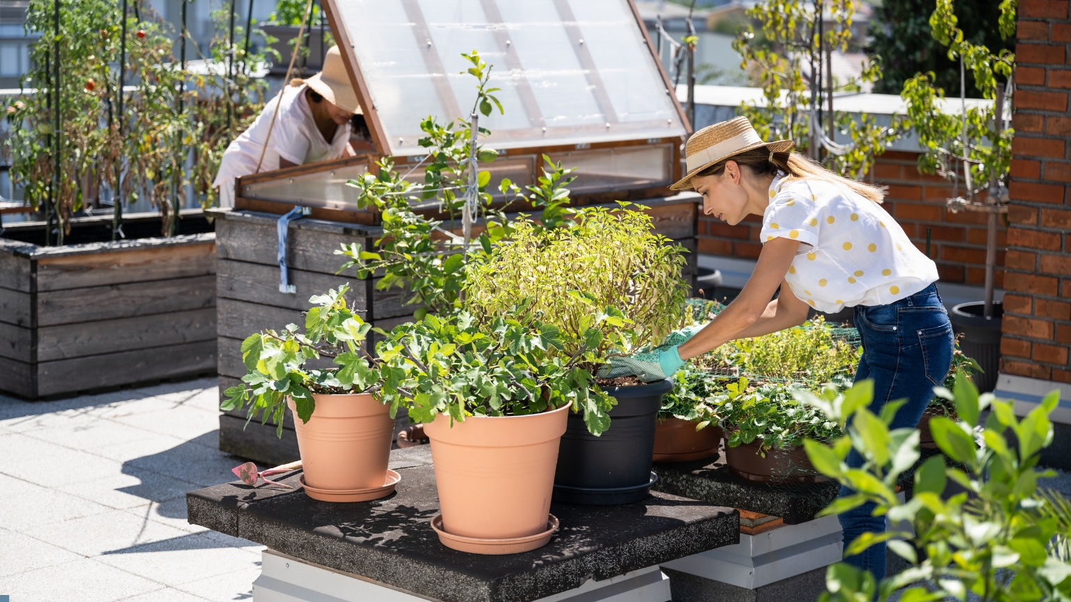 Cómo cultivar un huerto urbano con productos ecológicos