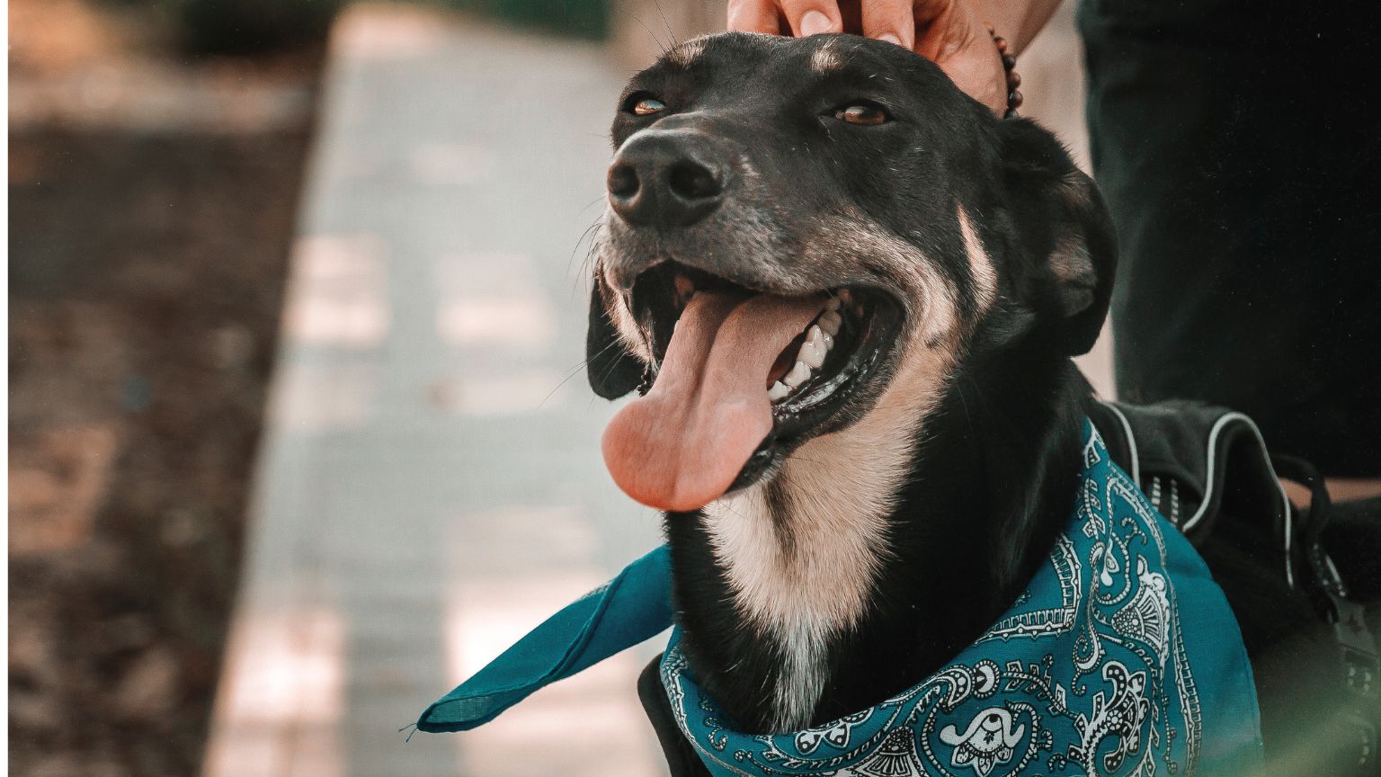 Amor peludo en cada foto, ideas irresistibles para un reportaje de pareja con su mascota.