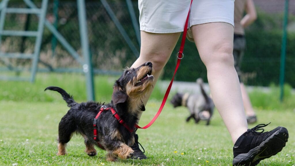 Adiestramiento canino