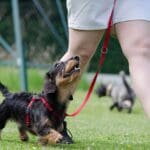 Adiestramiento canino