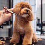 Perro en una peluquería canina recibiendo un corte de pelo profesional.