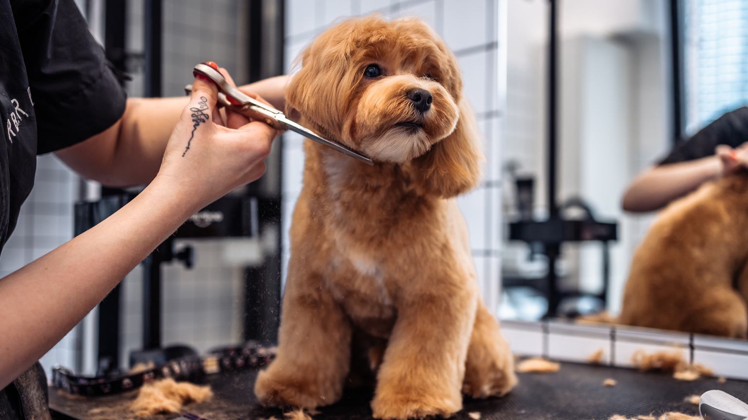 Perro en una peluquería canina recibiendo un corte de pelo profesional.