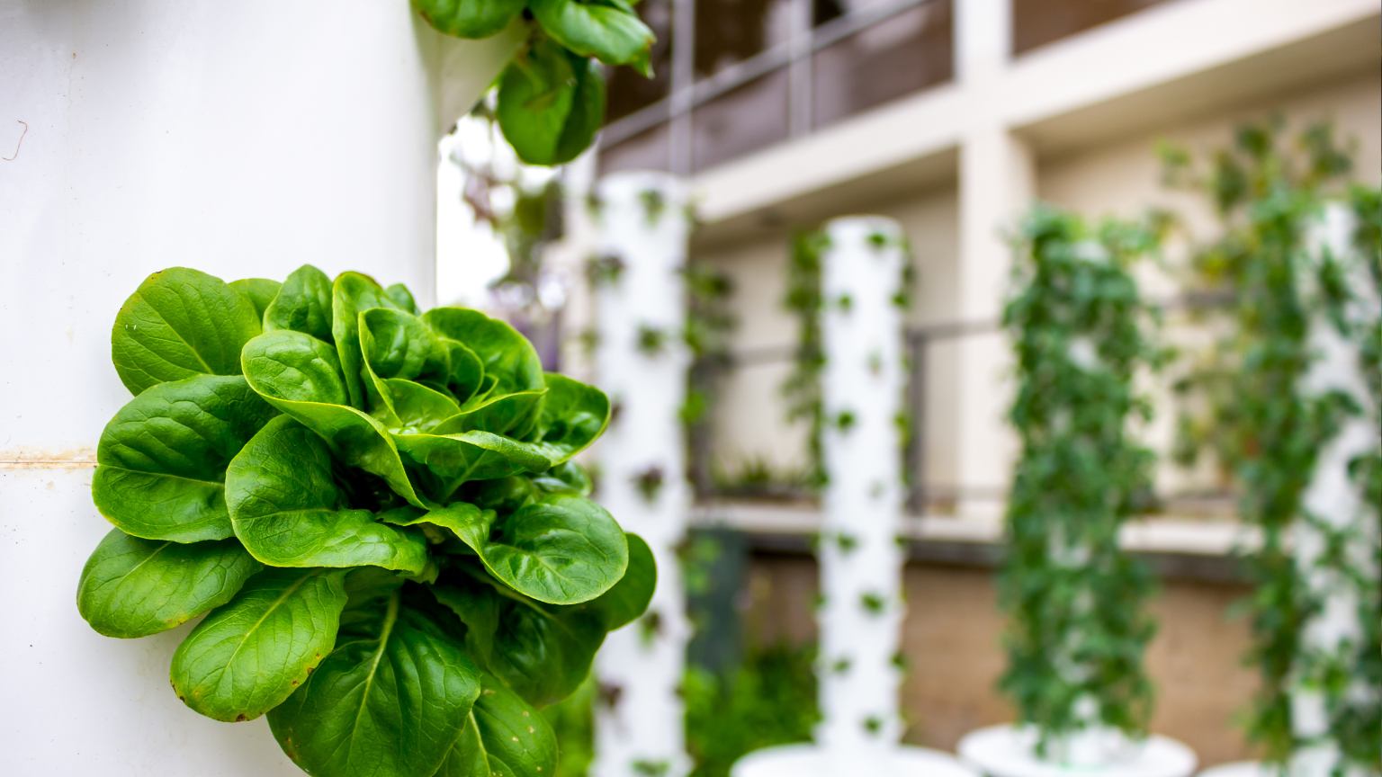 Huerta hidropónica en casa. Sistema de cultivo hidropónico con vegetales frescos y luz LED.