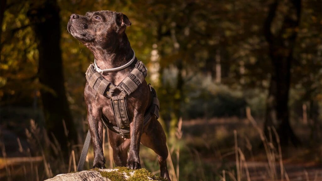 Perro con arnés cómodo paseando al aire libre, mostrando cómo un arnés adecuado mejora su seguridad y control.