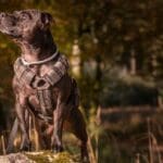 Perro con arnés cómodo paseando al aire libre, mostrando cómo un arnés adecuado mejora su seguridad y control.