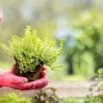 Diseño de jardín sostenible con plantas autóctonas, césped de bajo mantenimiento y sistema de riego eficiente en un entorno ecológico.