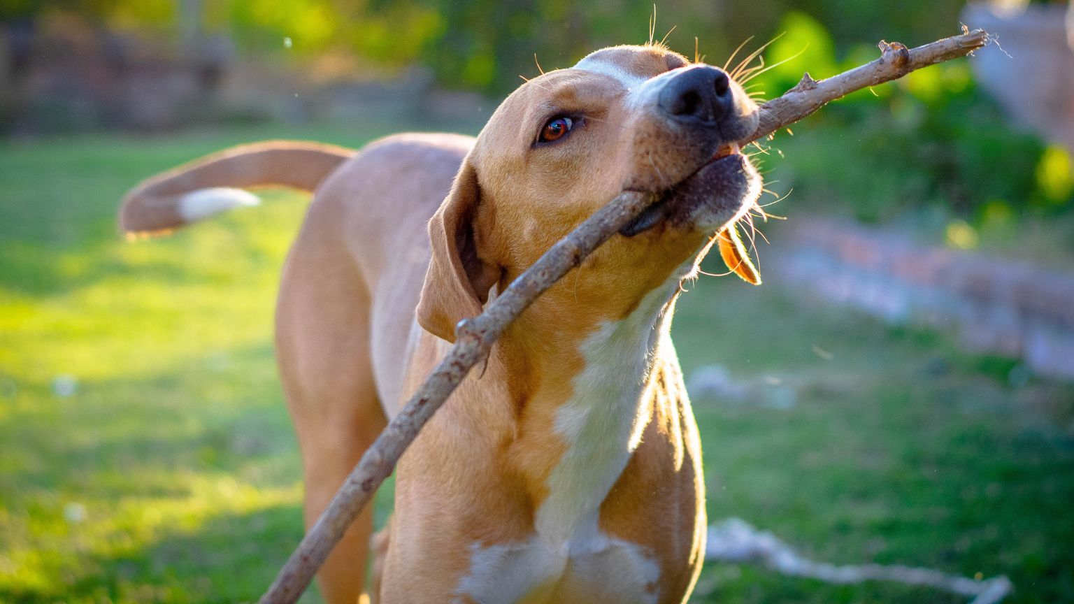 Cuidado de mascotas. Guía completa para mantener mascotas felices.