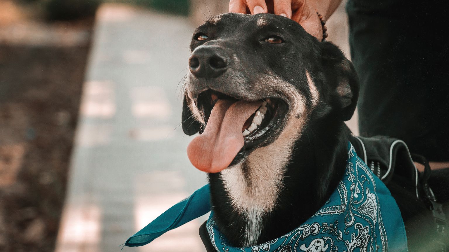 Té, cafe, infusiones, infusiones para mascotas