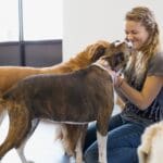 Perro relajado y feliz descansando en un hotel canino seguro y profesional cerca de campos de golf en Balsicas, Murcia.