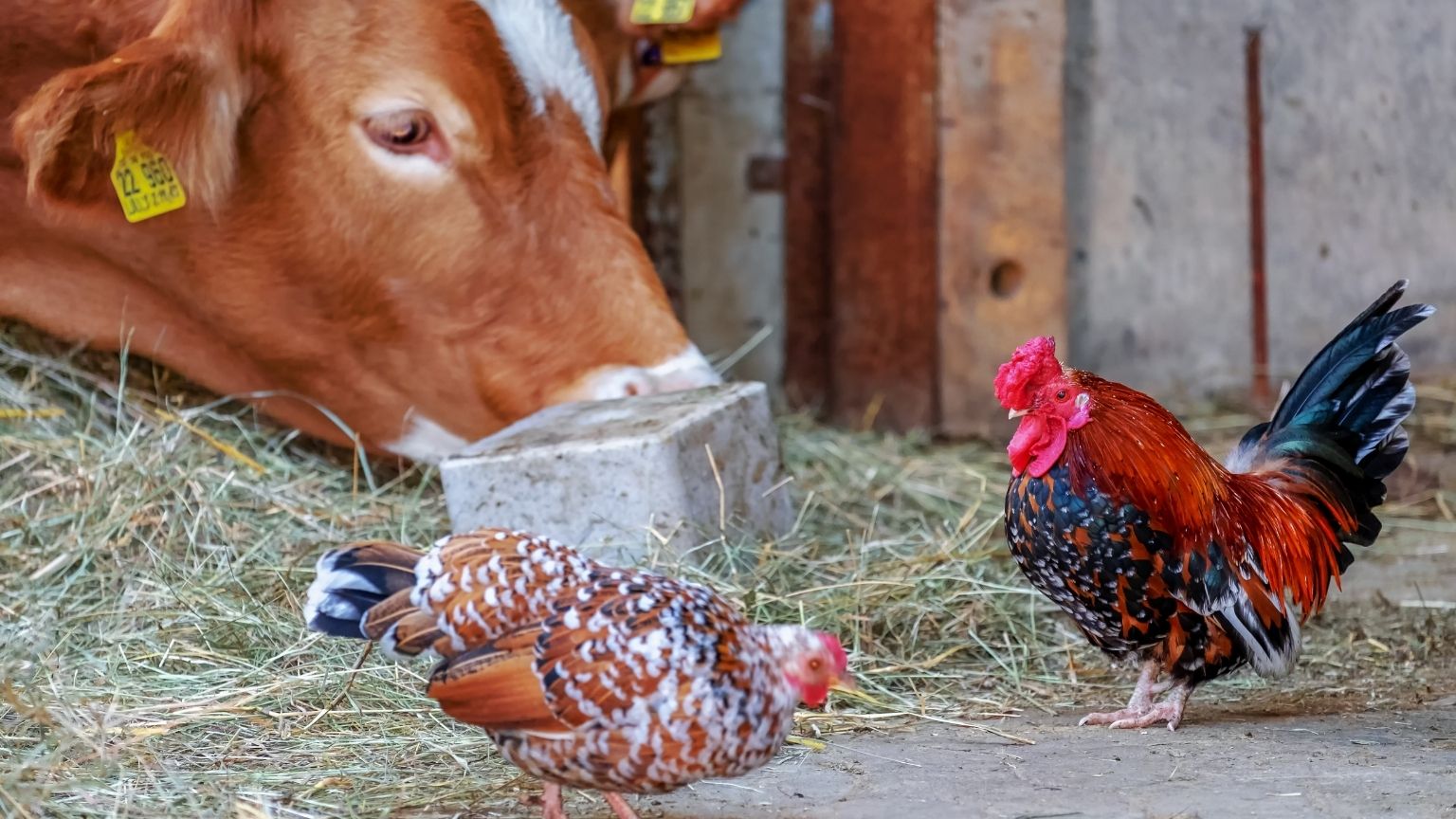 Consejos simples para mejorar la cría de ganado y aves en tu granja.