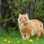 Datos curiosos que no sabías sobre los gatos Maine Coon