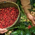 Granos de café brasileño de especialidad sobre fondo natural, mostrando calidad y sostenibilidad.