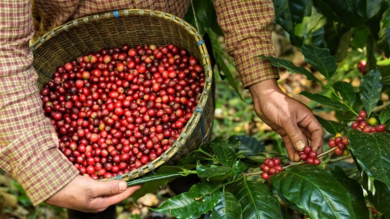 Granos de café brasileño de especialidad sobre fondo natural, mostrando calidad y sostenibilidad.