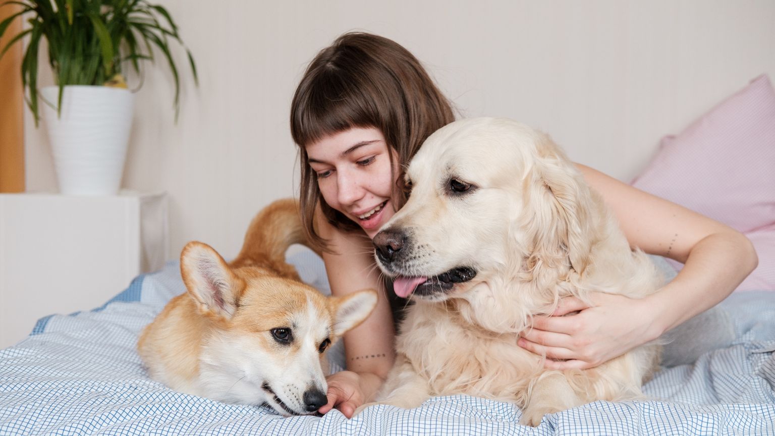 Persona disfrutando momentos con sus perros en un ambiente acogedor.