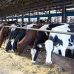 Healthy farm animals with agricultural products and supplies, including cows, chickens, and horses in a natural farm setting