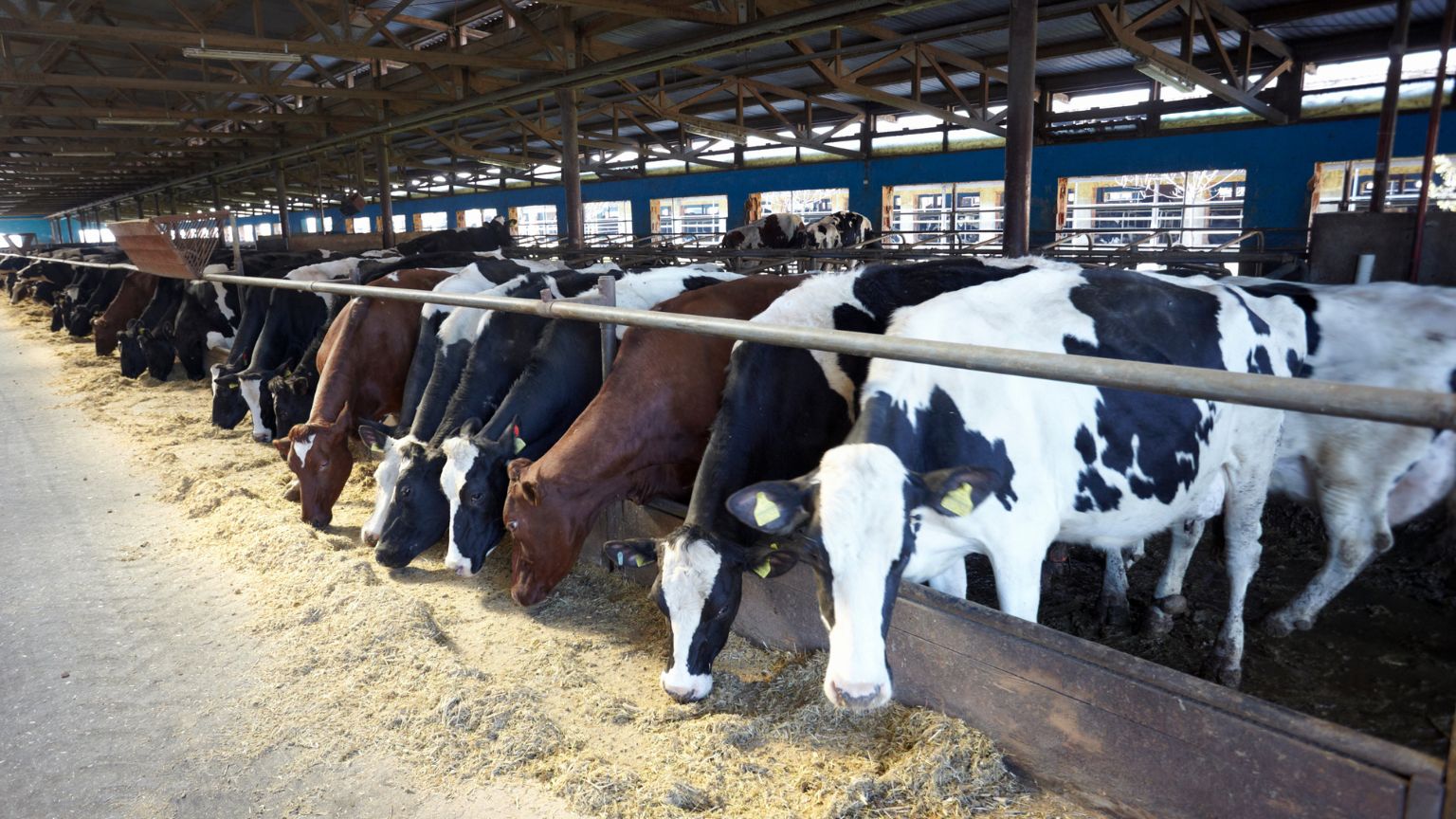 Healthy farm animals with agricultural products and supplies, including cows, chickens, and horses in a natural farm setting