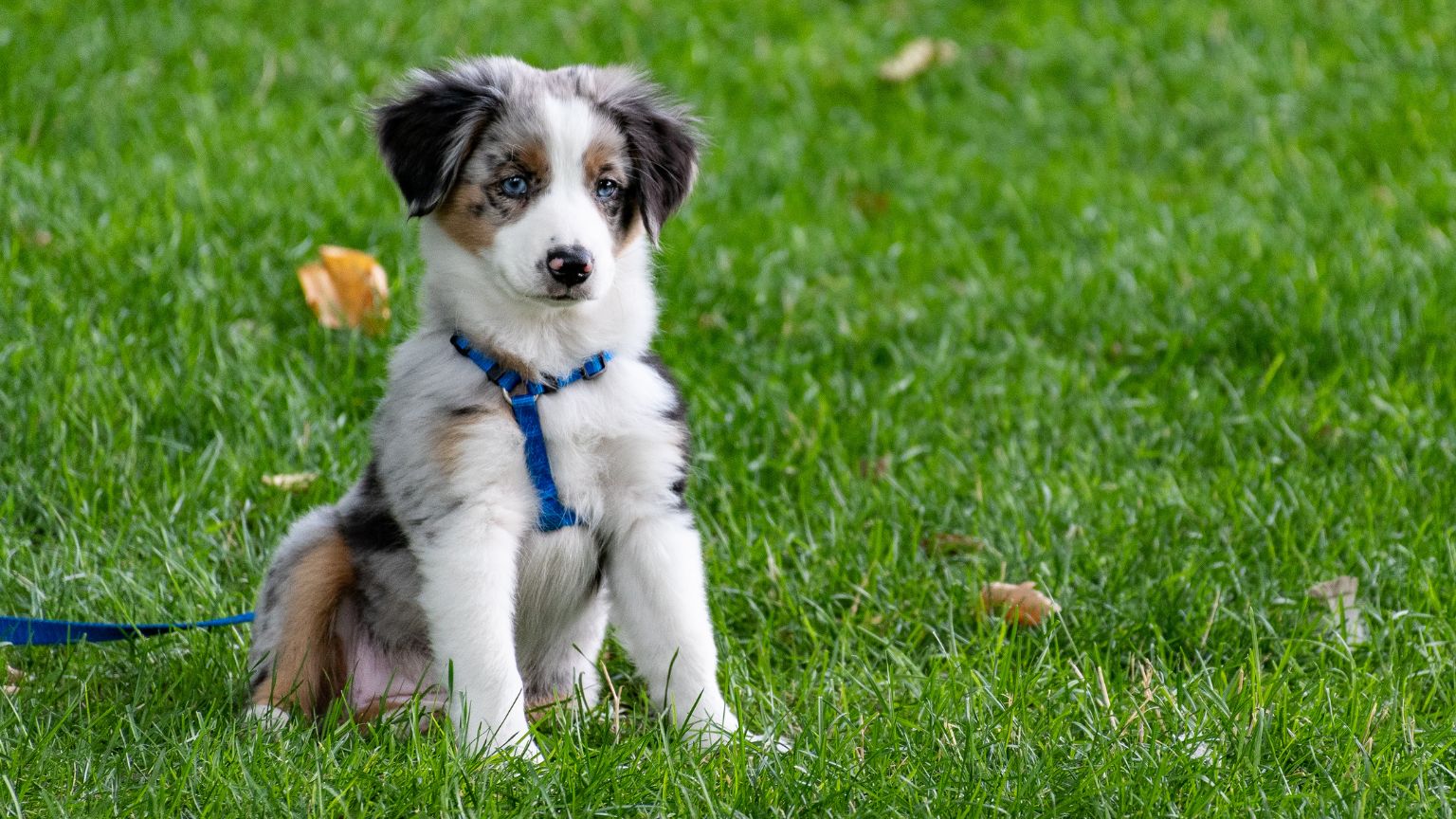 Elimina pulgas y garrapatas de tu mascota con estos consejos imprescindibles.