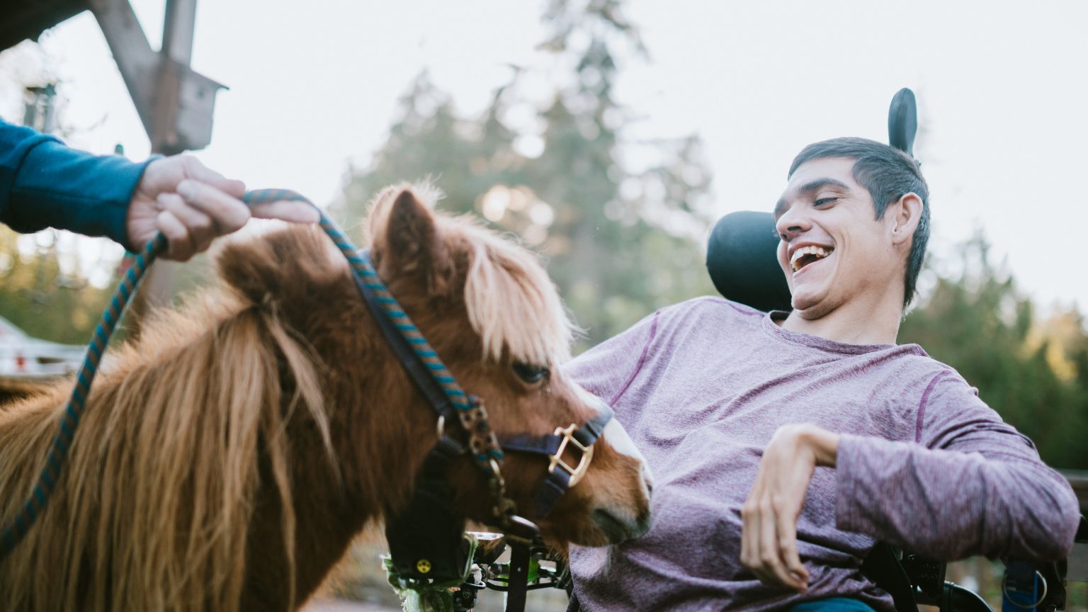 psicóloga málaga terapia online psicología humanista consulta psicología terapia con caballos