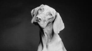 Retrato conmovedor de un perro rescatado mirando a la cámara, destacando la importancia de la fotografía en la adopción de animales abandonados.