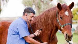 medicina deportiva equina nutrición equina veterinario equino veterinario equino valencia fisioterapia equina