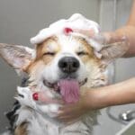 Perro feliz durante su baño, con productos de higiene canina adaptados a su tipo de pelaje.