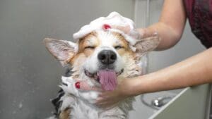 Perro feliz durante su baño, con productos de higiene canina adaptados a su tipo de pelaje.