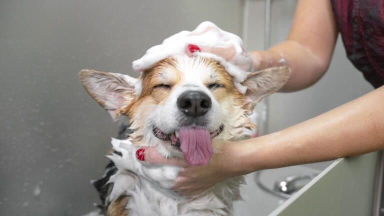 Perro feliz durante su baño, con productos de higiene canina adaptados a su tipo de pelaje.