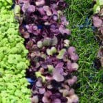 microgreens productos ecológicos agricultura sostenible