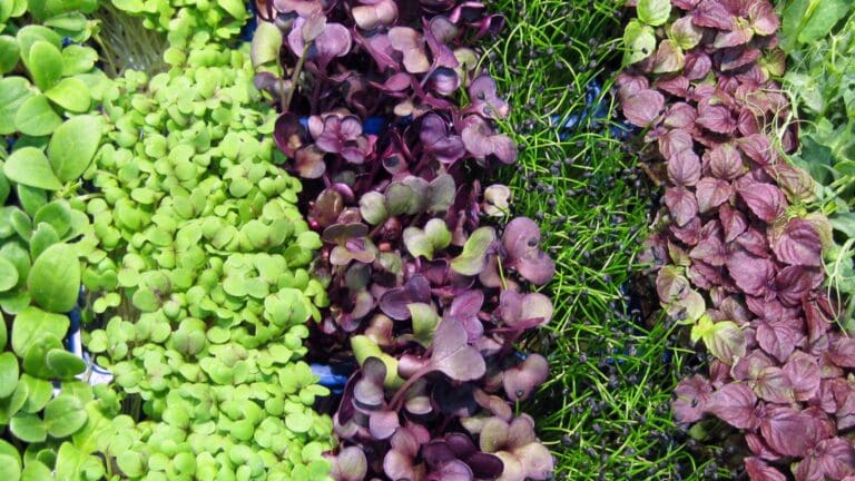 microgreens productos ecológicos agricultura sostenible