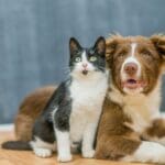 Perro y gato relajados en casa mostrando bienestar animal con entorno limpio y emocionalmente seguro