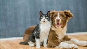 Perro y gato relajados en casa mostrando bienestar animal con entorno limpio y emocionalmente seguro