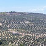Paisaje rural en Andalucía con colinas suaves, olivares. Imagen representativa de la calma y naturaleza del turismo rural.