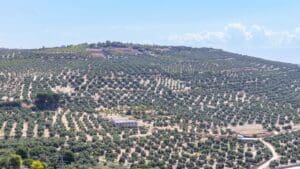 Paisaje rural en Andalucía con colinas suaves, olivares. Imagen representativa de la calma y naturaleza del turismo rural.