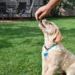 Educadora canina enseñando obediencia a un cachorro en un entorno natural