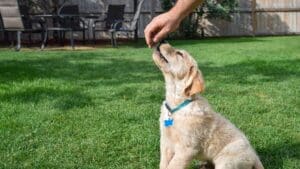 Educadora canina enseñando obediencia a un cachorro en un entorno natural