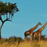 ¿Cómo vivir aventuras inolvidables en África fuera del turismo masivo?