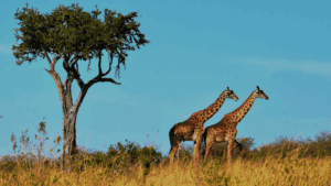¿Cómo vivir aventuras inolvidables en África fuera del turismo masivo?