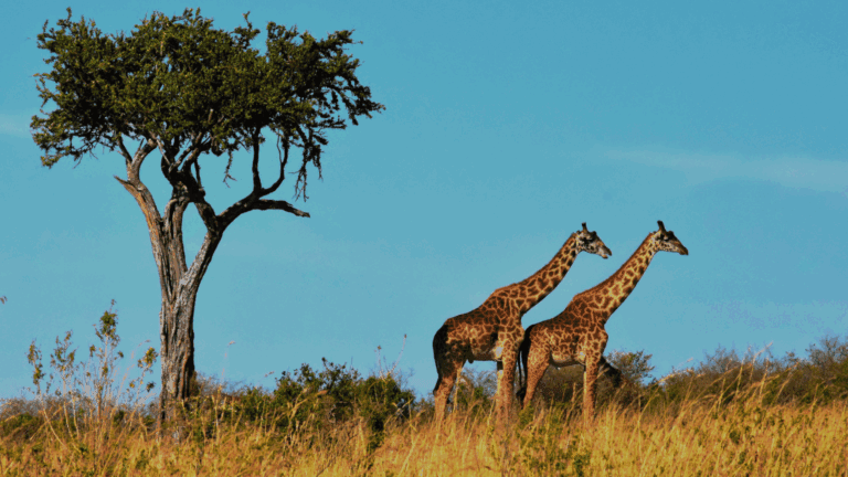 ¿Cómo vivir aventuras inolvidables en África fuera del turismo masivo?