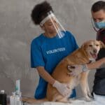 chequeo veterinario anual