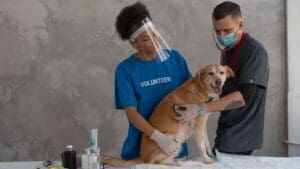 chequeo veterinario anual