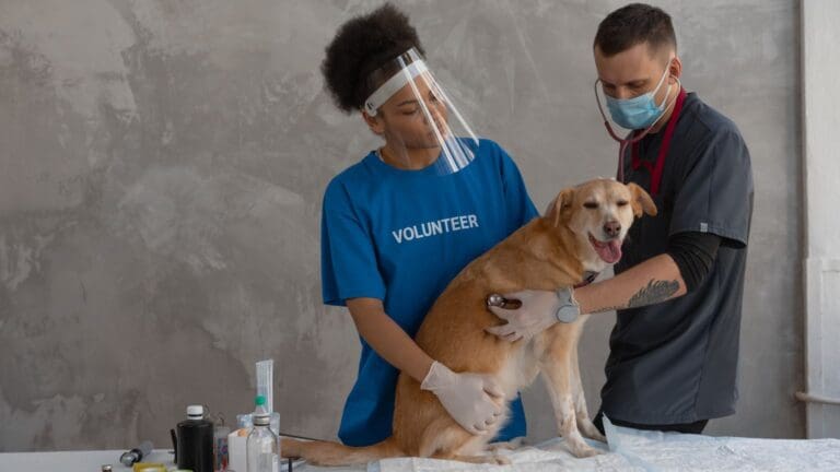 chequeo veterinario anual